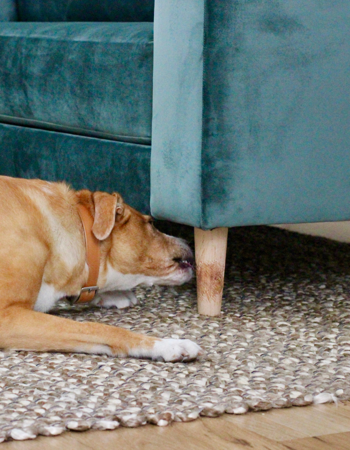 'FUR'niture: Pet-Friendly Furniture