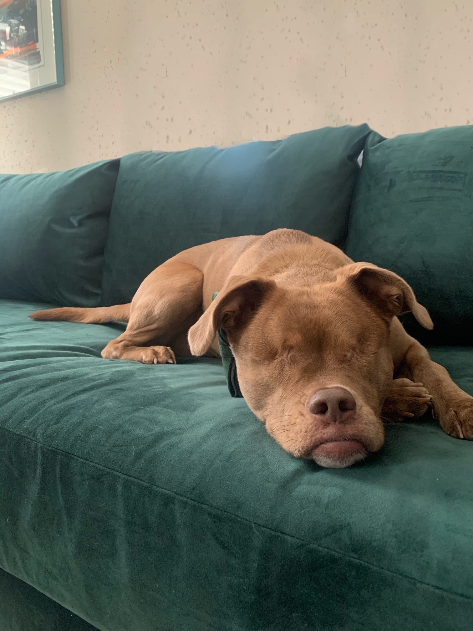 Consider Rescuing & Adopting Your Next Pet | A Q&A With Puddin & Cory (12/15/2021)