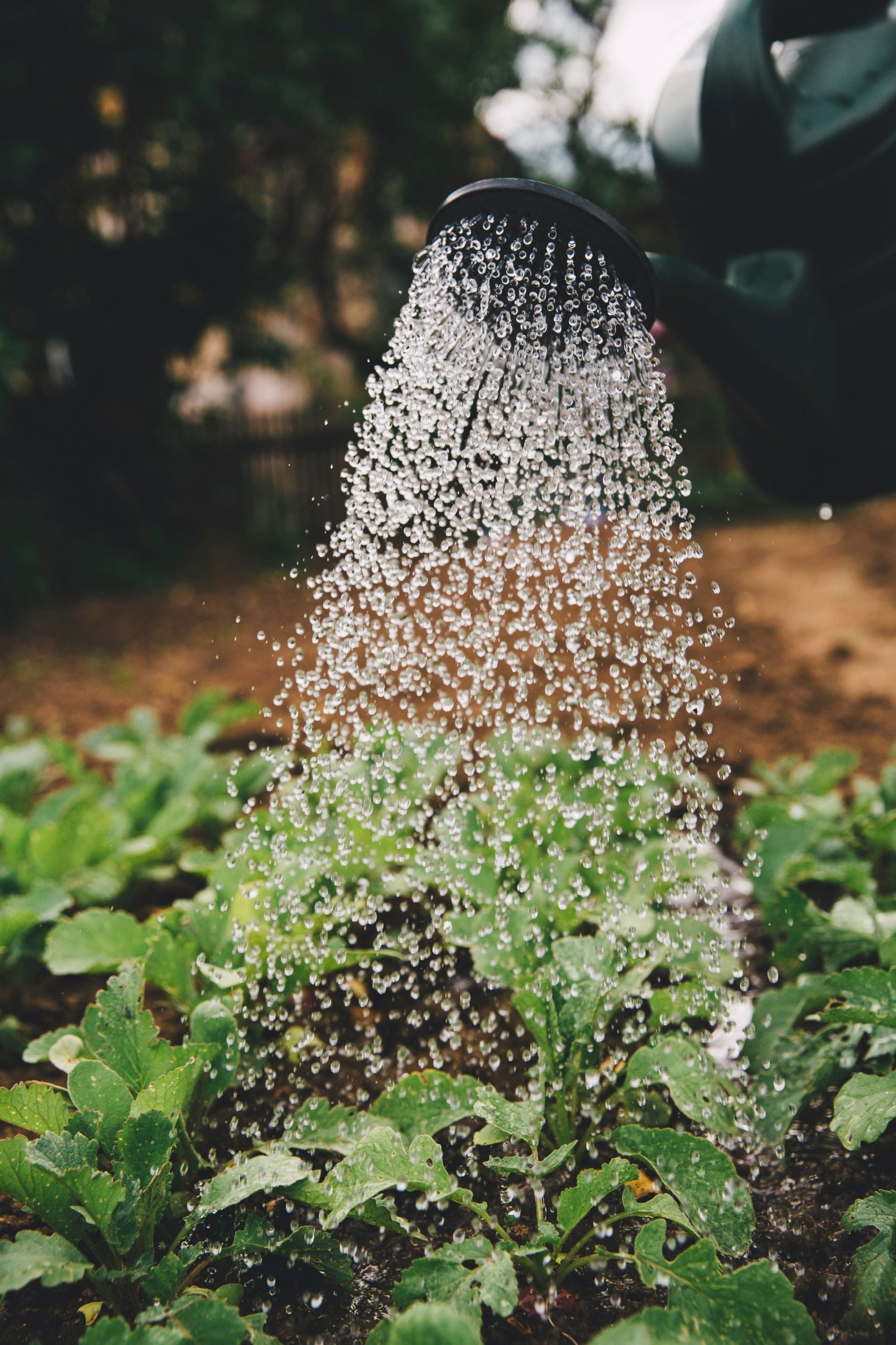 How Community Gardens Bring People & the Environment Together (8/5/2022)