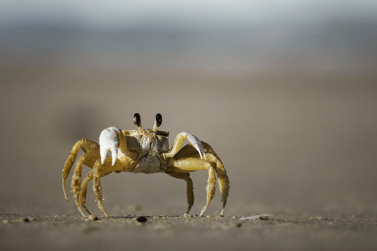 Under the Sea: How Climate Change Has Affected The Ocean & Marine Life (6/8/2023)