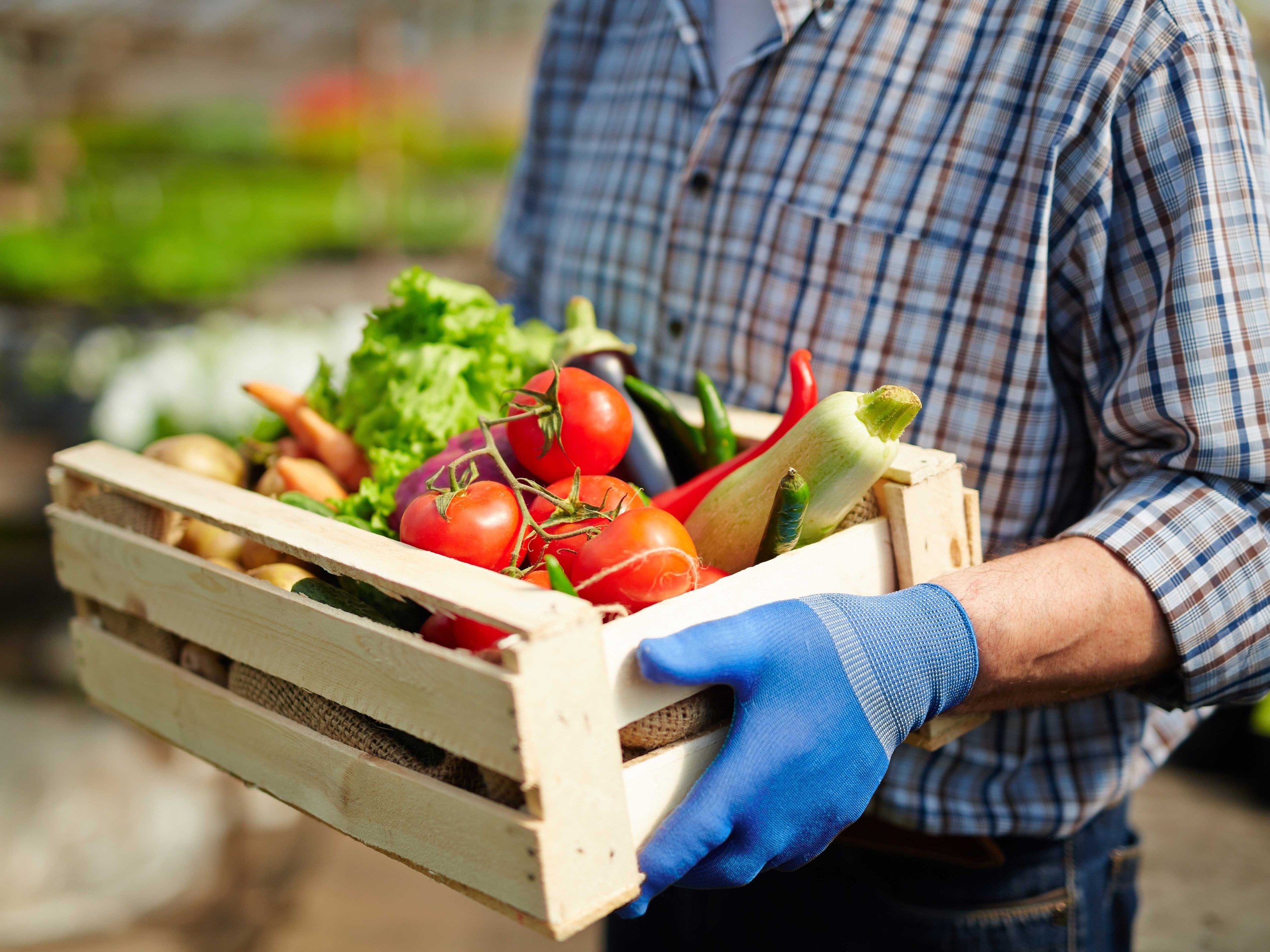 6 Key Reasons Why You Should Buy In-Season Produce (3/4/2023)