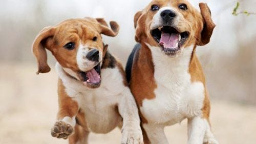 Tips on Sustainable Pet Ownership (12/12/2019)